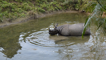 チトワン国立公園・バラトプル