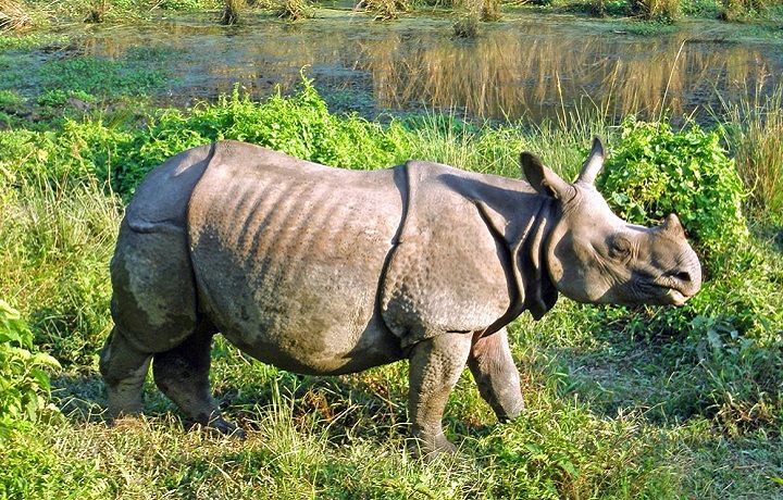 チトラン国立公園では絶滅危惧種に遭遇するチャンスも！