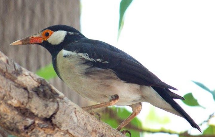 コウノトリやサギなどたくさんの野鳥が生息しております。