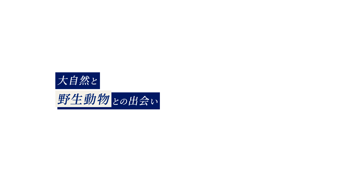 大自然と野生動物との出会い